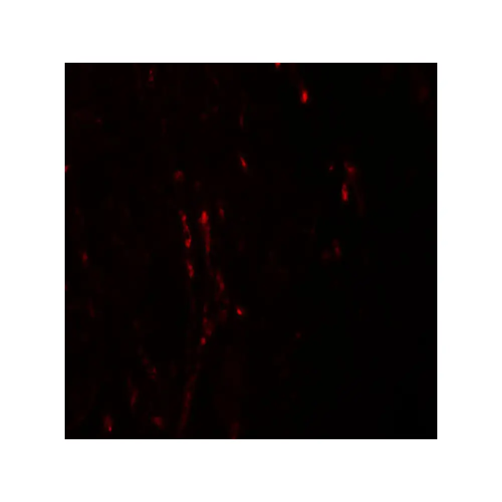 ProSci 6111 CXXC5 Antibody, ProSci, 0.1 mg/Unit Tertiary Image