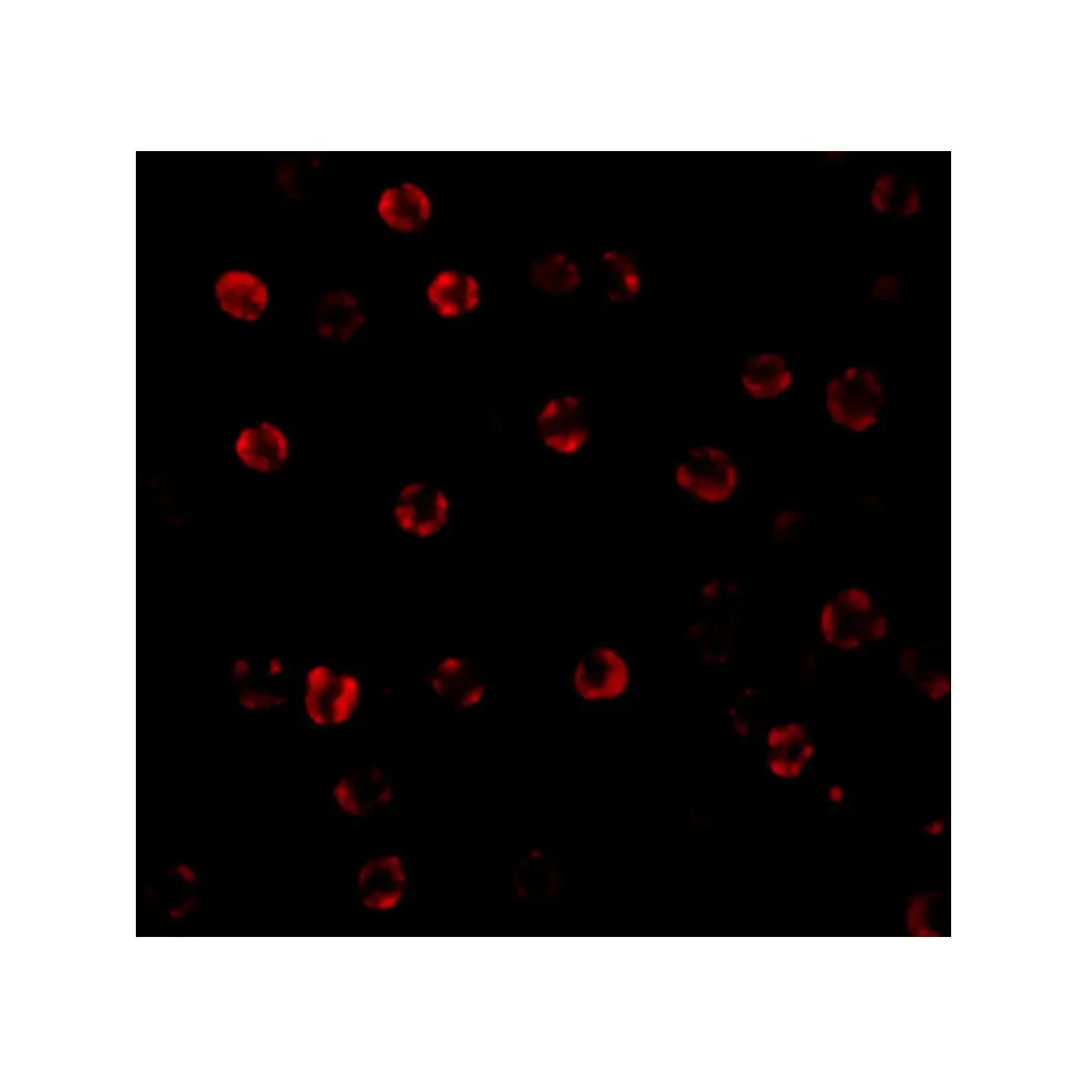 ProSci 3463_S Caspase-1 Antibody, ProSci, 0.02 mg/Unit Tertiary Image