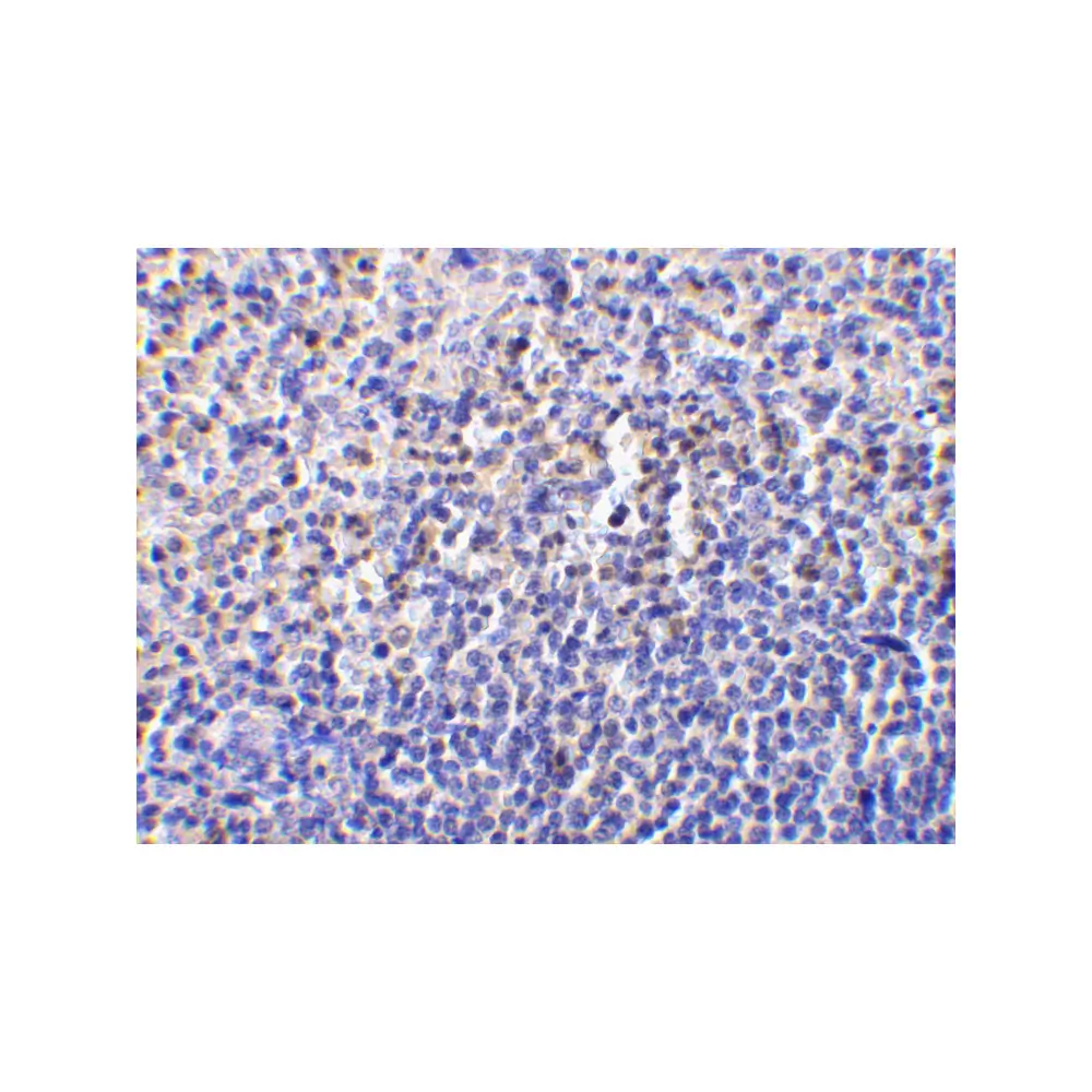 ProSci 3463 Caspase-1 Antibody, ProSci, 0.1 mg/Unit Secondary Image