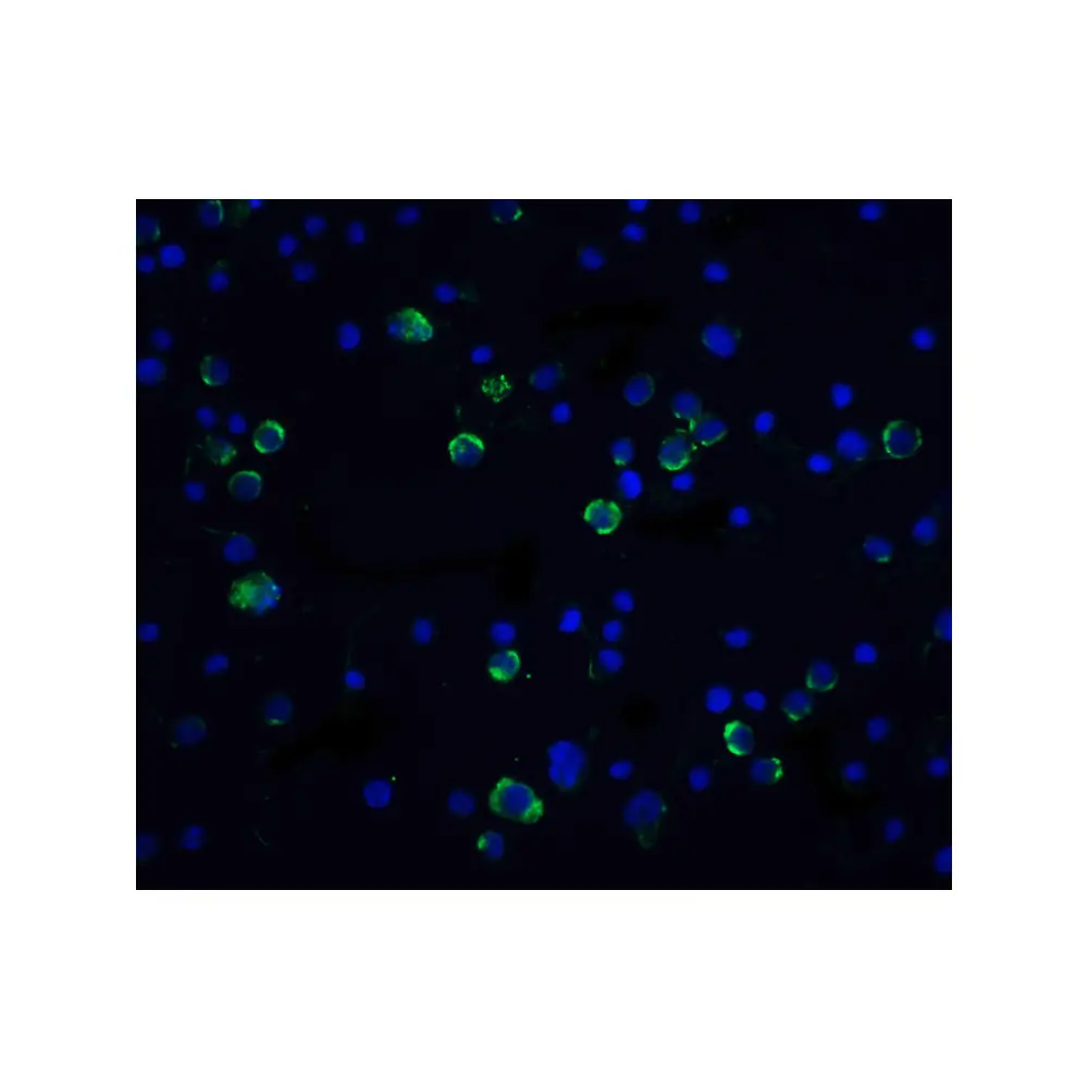 ProSci 1128_S Caspase-10 Antibody, ProSci, 0.02 mg/Unit Tertiary Image