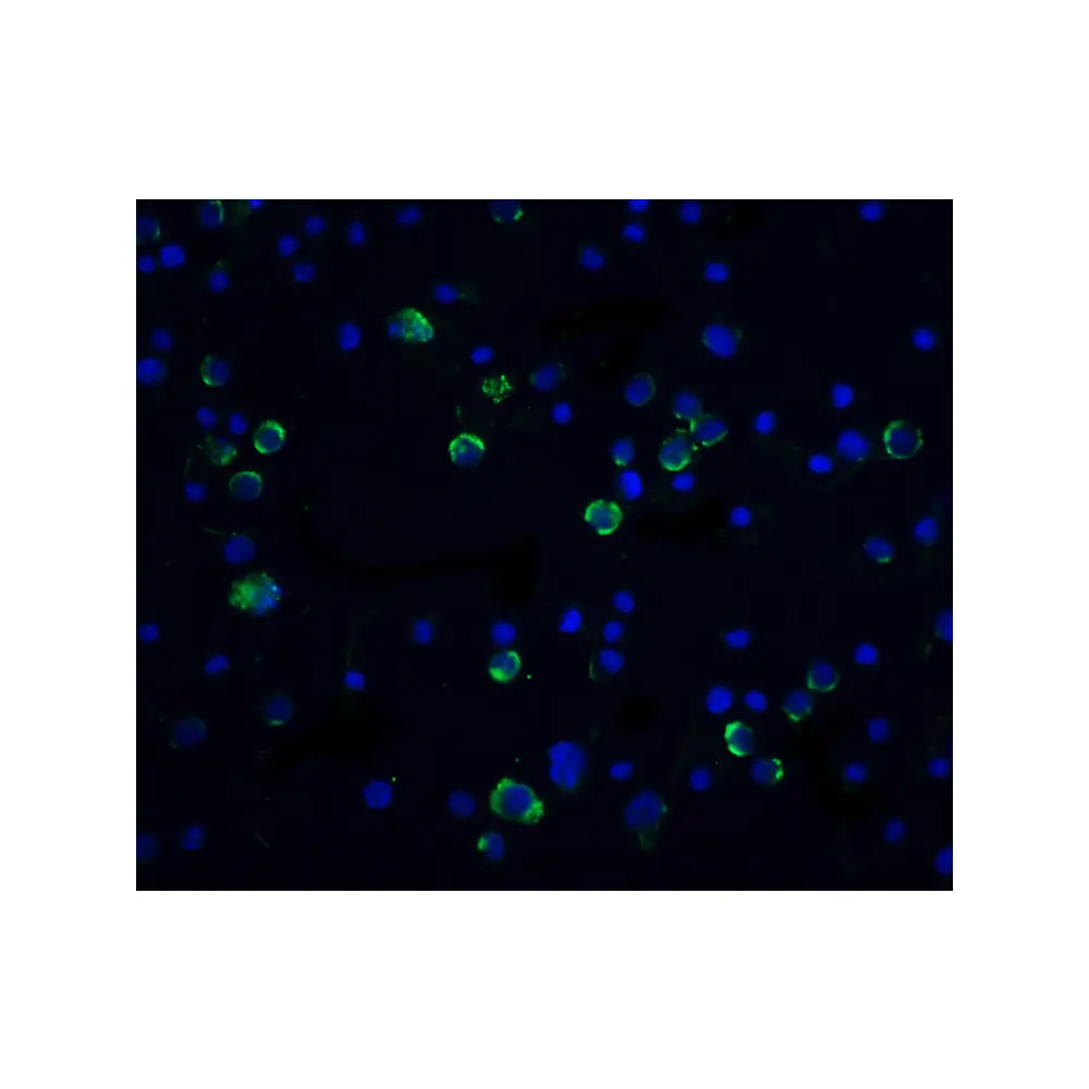 ProSci 1128 Caspase-10 Antibody, ProSci, 0.1 mg/Unit Secondary Image