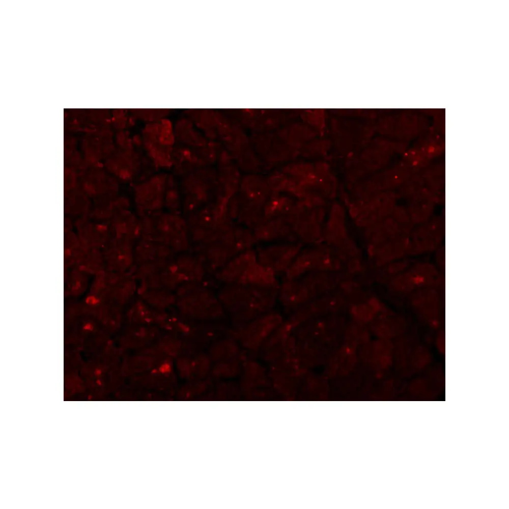 ProSci 3195 Caspase-12 Antibody (Large), ProSci, 0.1 mg/Unit Secondary Image