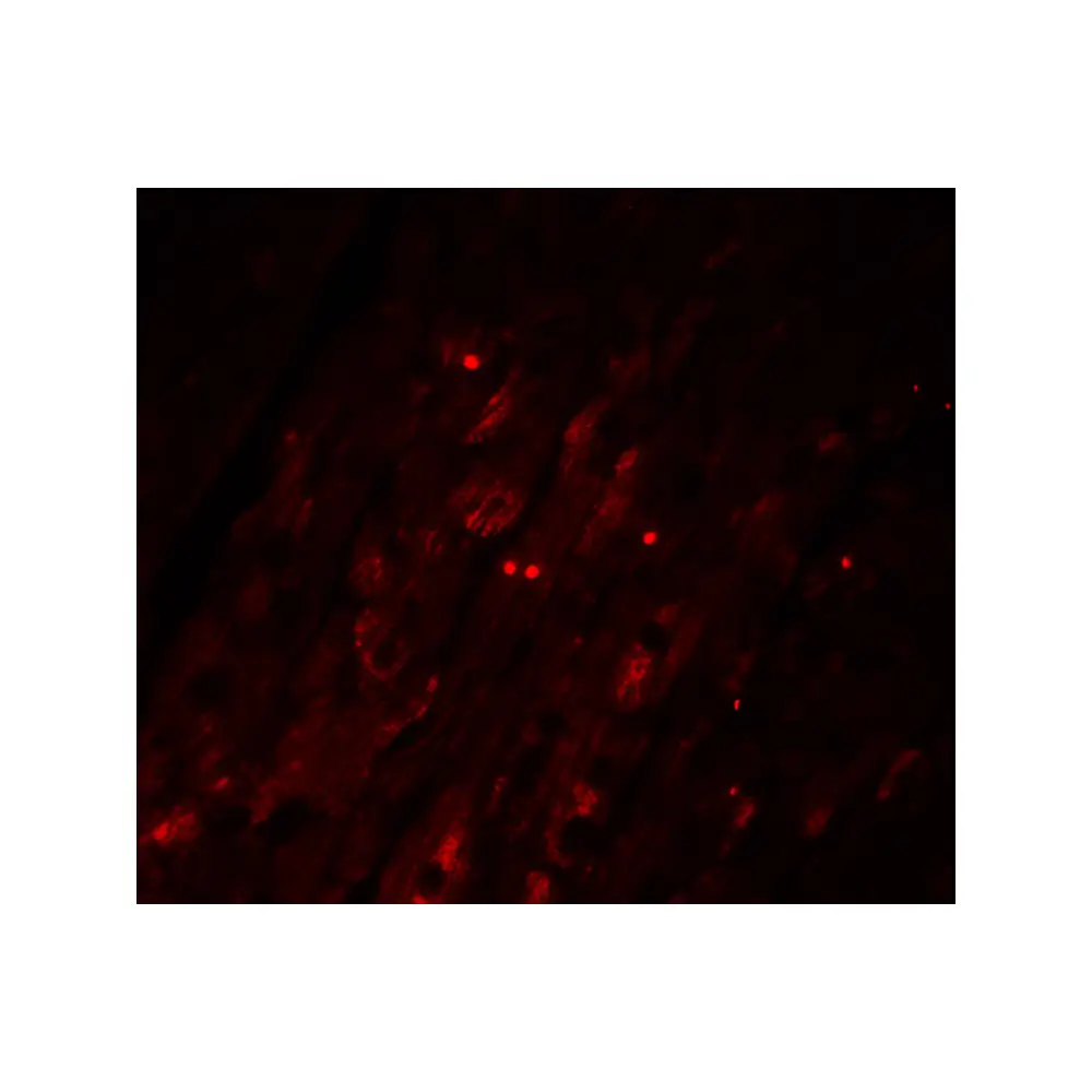 ProSci 3195_S Caspase-12 Antibody (Large), ProSci, 0.02 mg/Unit Quaternary Image