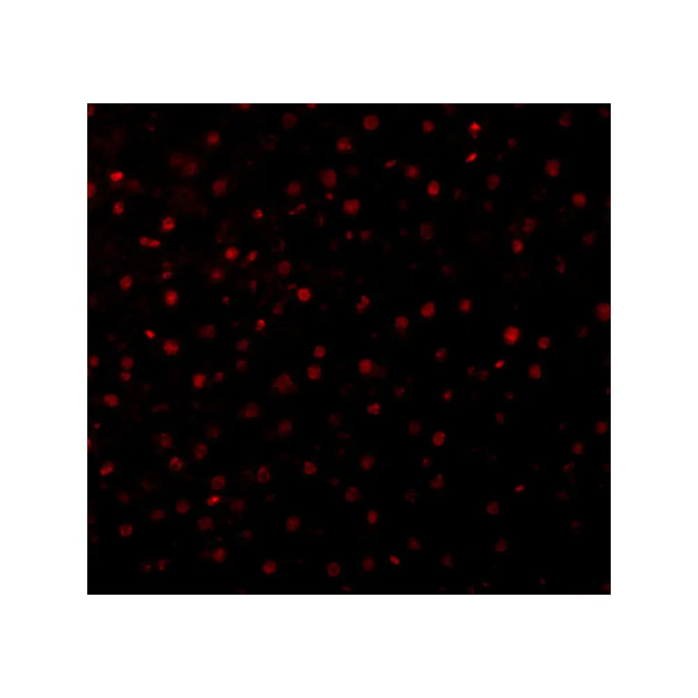 ProSci 2327_S Caspase-12 Antibody, ProSci, 0.02 mg/Unit Tertiary Image