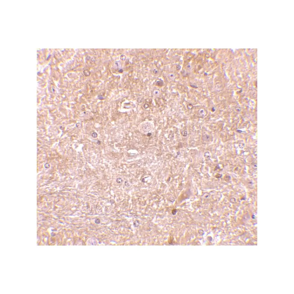 ProSci 2245 Caspase-13 Antibody, ProSci, 0.1 mg/Unit Secondary Image