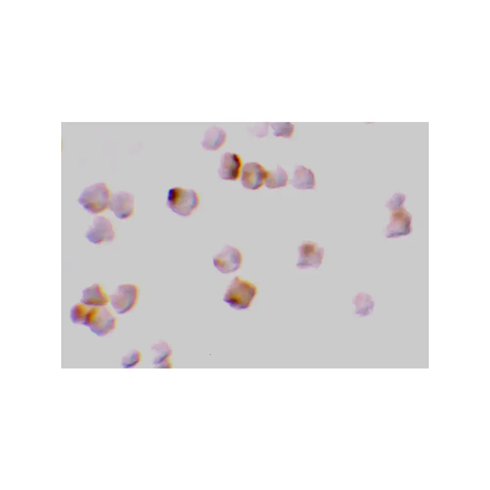 ProSci 3447_S Caspase-2 Antibody, ProSci, 0.02 mg/Unit Secondary Image