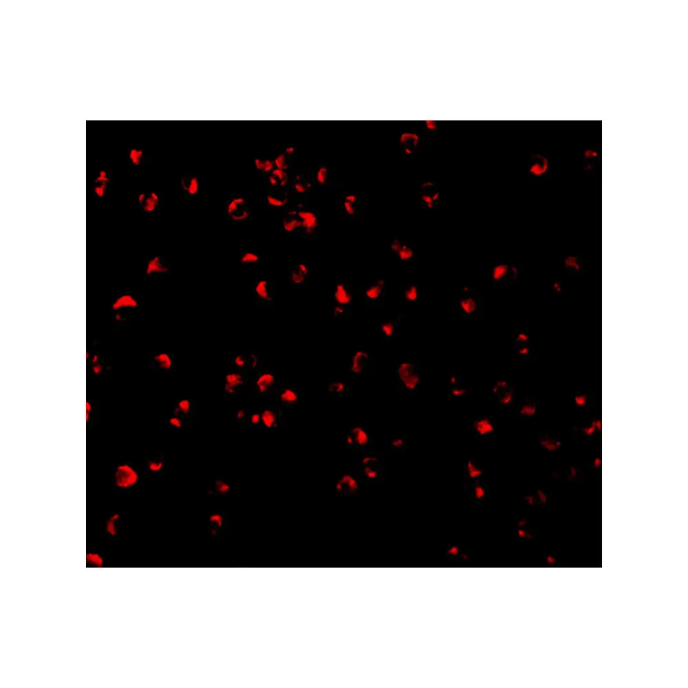 ProSci 3457_S Caspase-5 Antibody, ProSci, 0.02 mg/Unit Tertiary Image