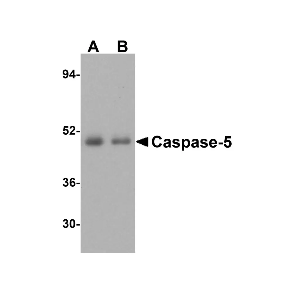 ProSci 3455 Caspase-5 Antibody, ProSci, 0.1 mg/Unit Secondary Image