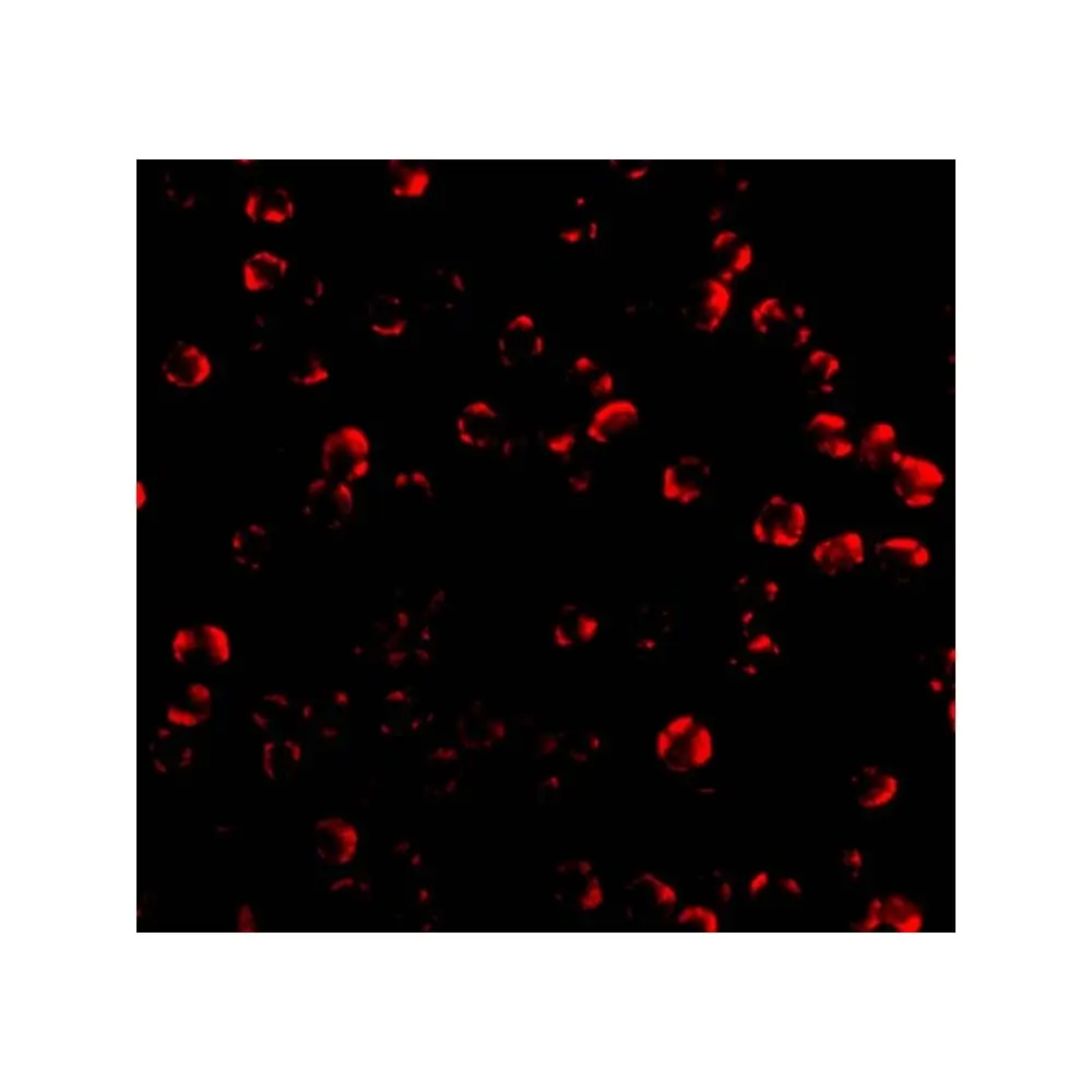 ProSci 3469_S Caspase-6 Antibody, ProSci, 0.02 mg/Unit Tertiary Image