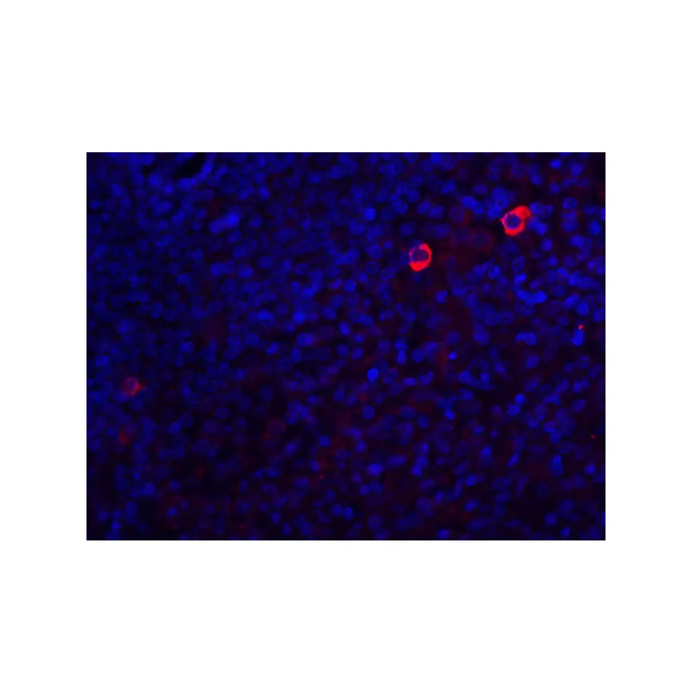 ProSci 3473 Caspase-8 Antibody, ProSci, 0.1 mg/Unit Senary Image