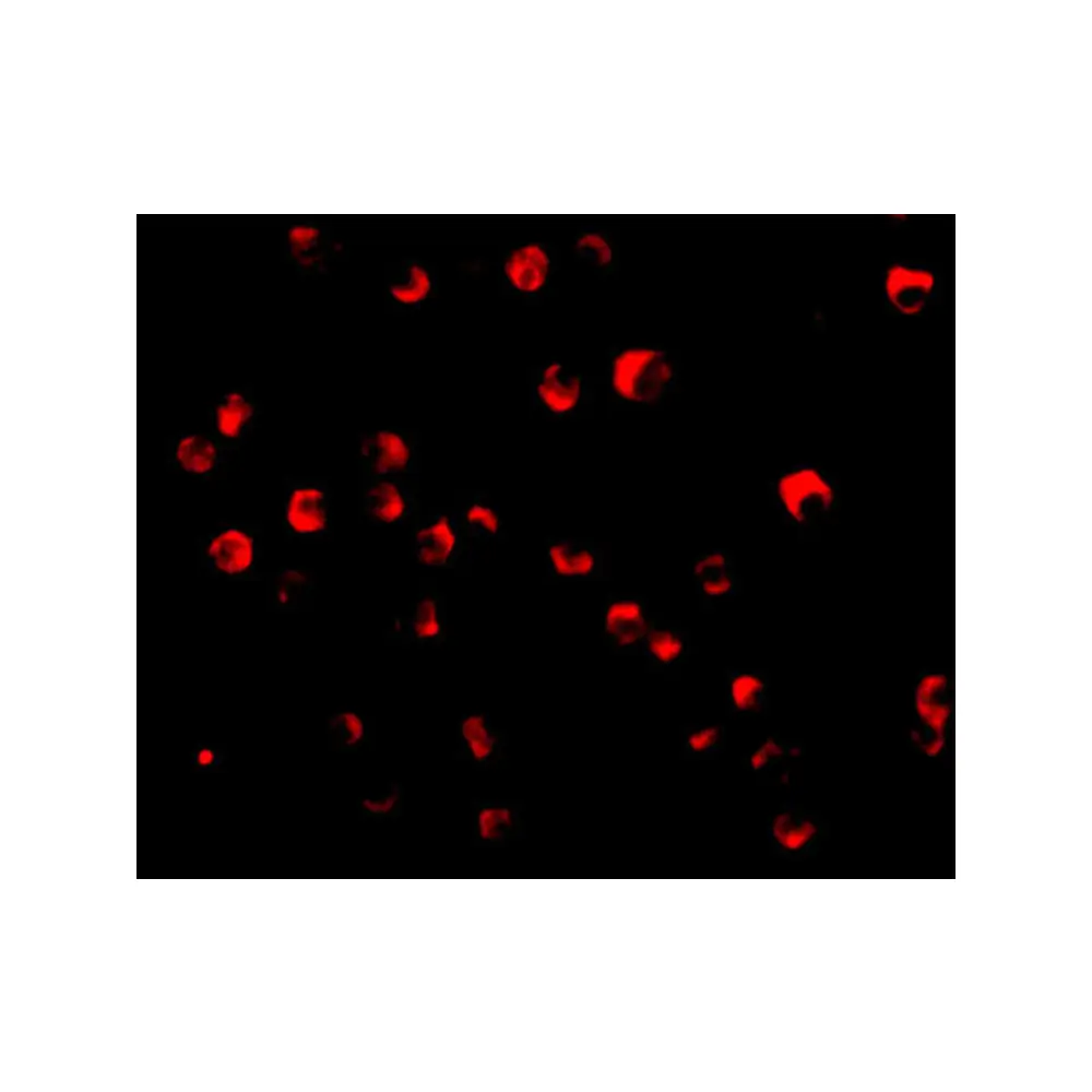 ProSci 3473 Caspase-8 Antibody, ProSci, 0.1 mg/Unit Tertiary Image
