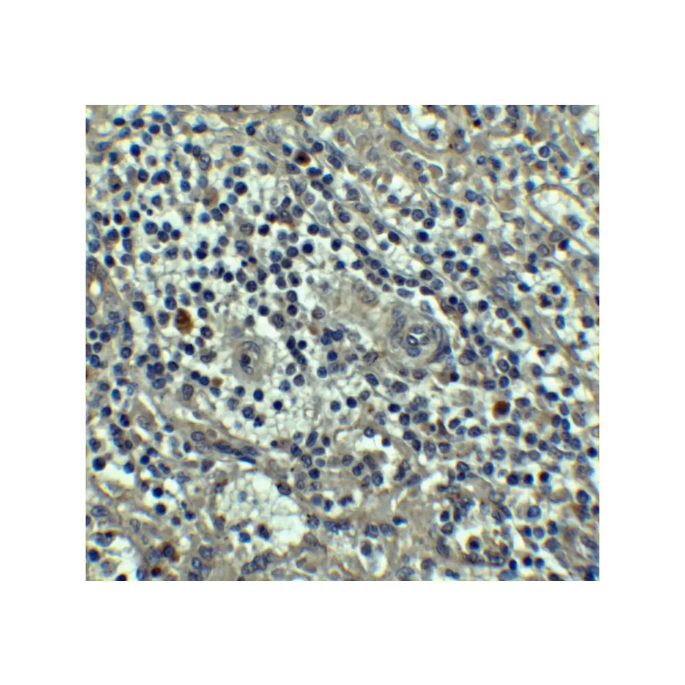 ProSci 3473 Caspase-8 Antibody, ProSci, 0.1 mg/Unit Secondary Image