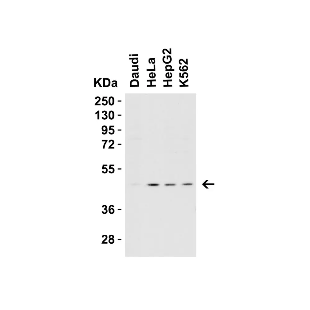 ProSci 2071_S Caspase-9 Antibody, ProSci, 0.02 mg/Unit Secondary Image