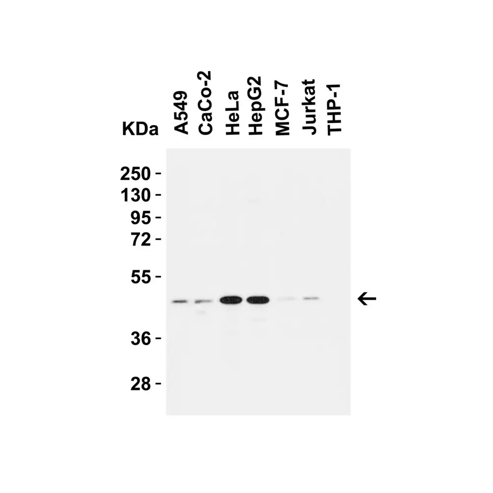 ProSci 2073_S Caspase-9 Antibody, ProSci, 0.02 mg/Unit Secondary Image