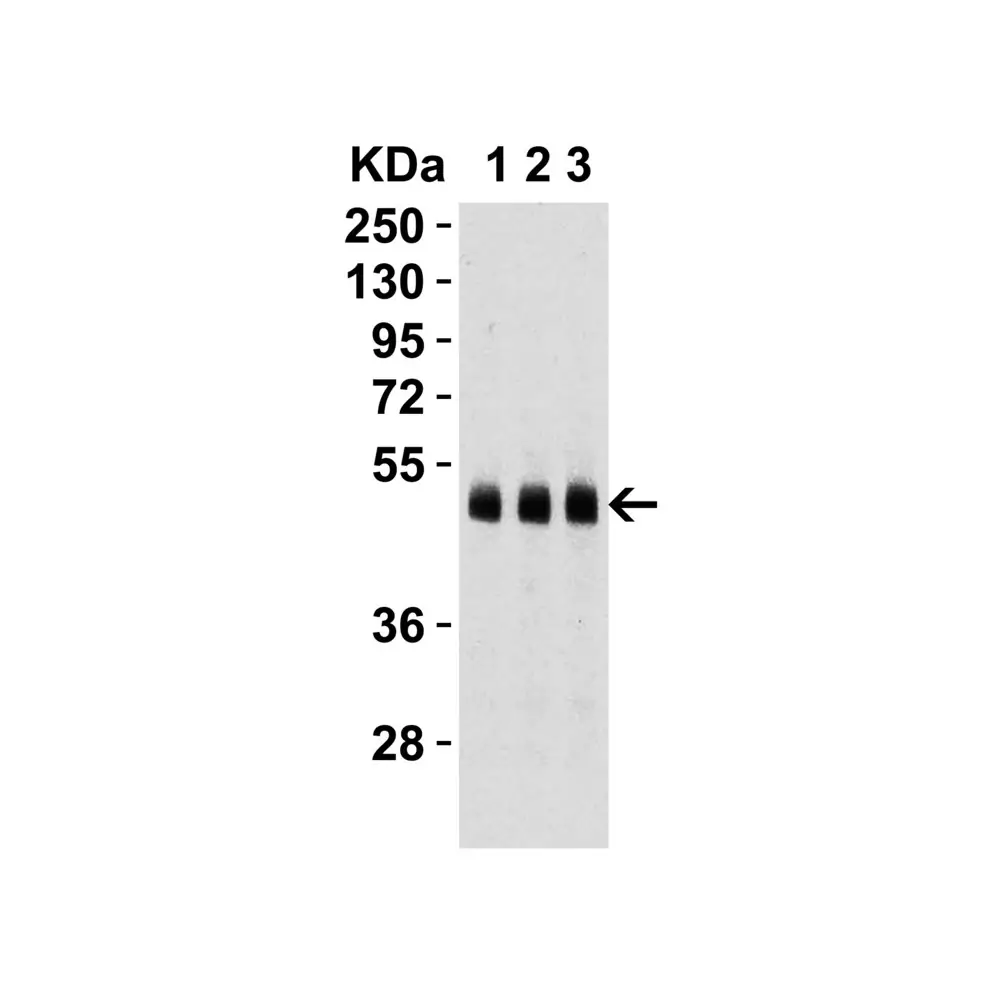 ProSci 2071_S Caspase-9 Antibody, ProSci, 0.02 mg/Unit Tertiary Image