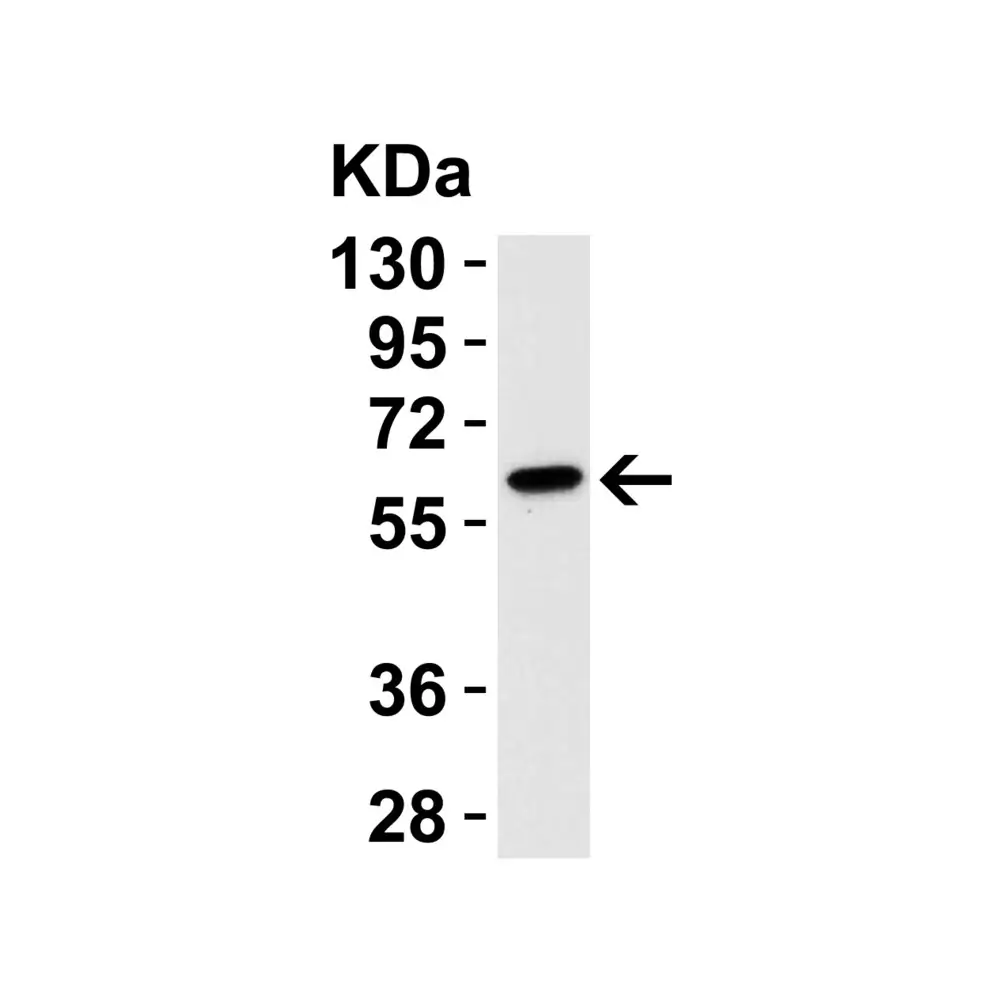 ProSci 2073 Caspase-9 Antibody, ProSci, 0.1 mg/Unit Tertiary Image