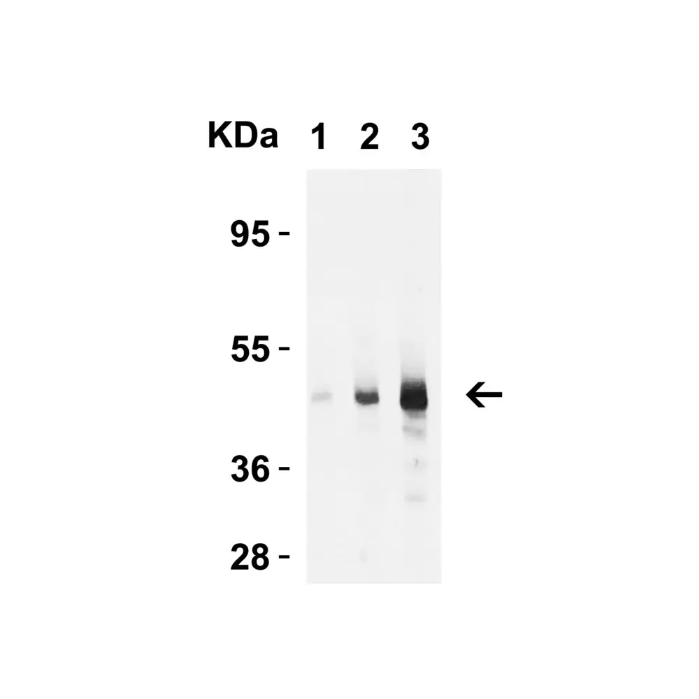 ProSci 2071 Caspase-9 Antibody, ProSci, 0.1 mg/Unit Quaternary Image