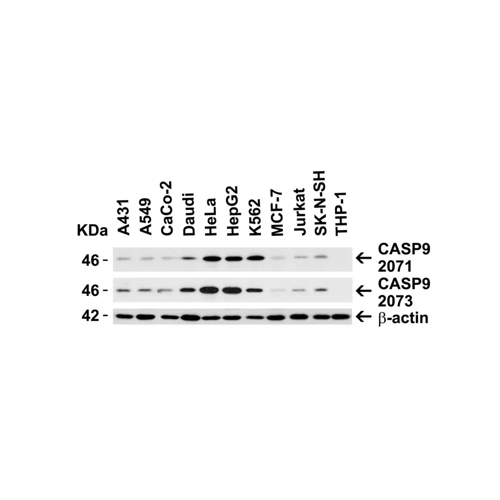 ProSci 2071_S Caspase-9 Antibody, ProSci, 0.02 mg/Unit Primary Image