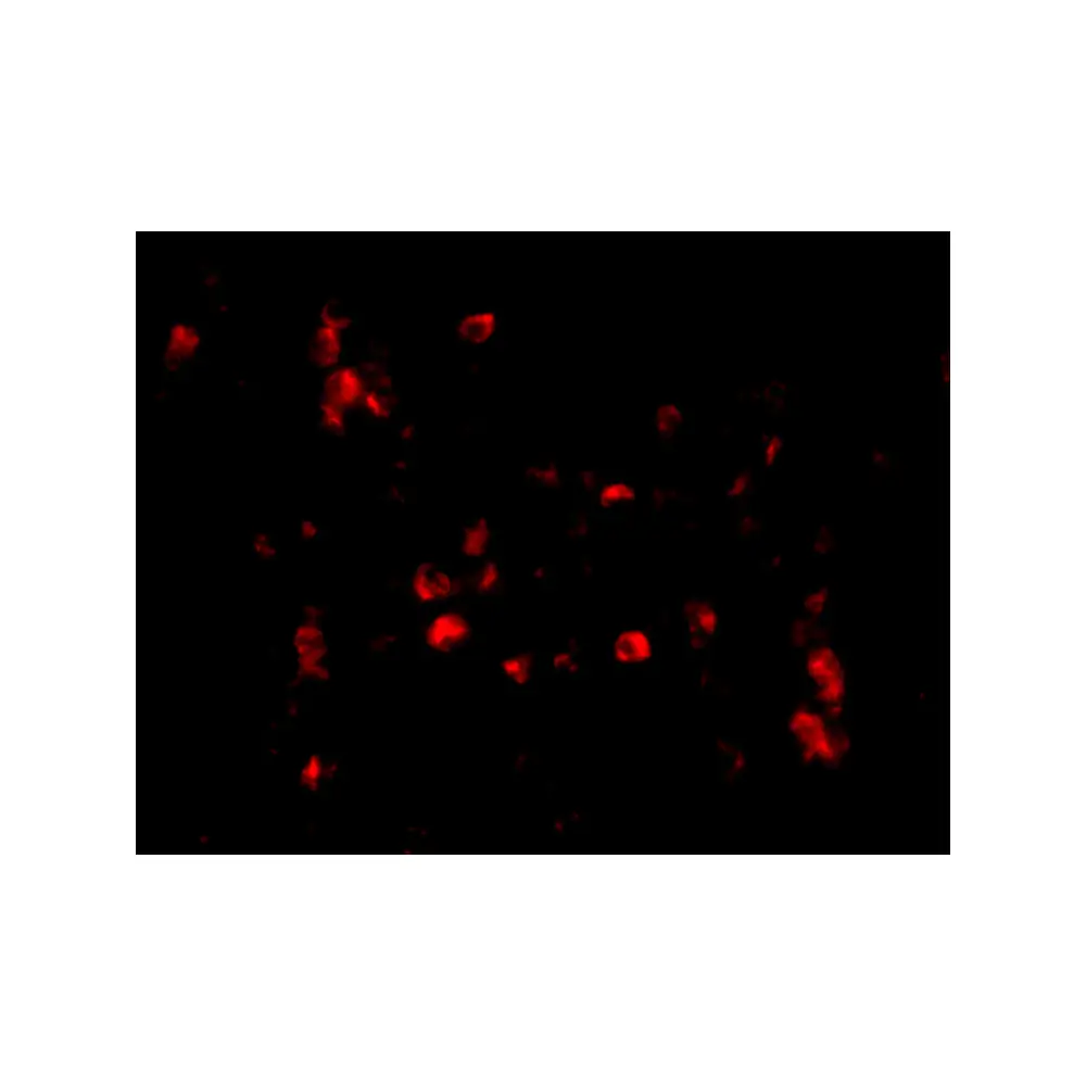 ProSci 4429_S Cathelicidin Antibody, ProSci, 0.02 mg/Unit Tertiary Image