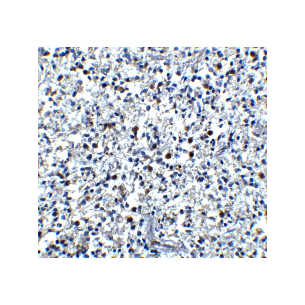 ProSci 4429 Cathelicidin Antibody, ProSci, 0.1 mg/Unit Quaternary Image