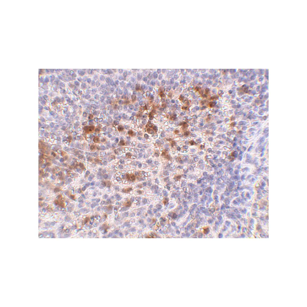 ProSci 4429_S Cathelicidin Antibody, ProSci, 0.02 mg/Unit Secondary Image