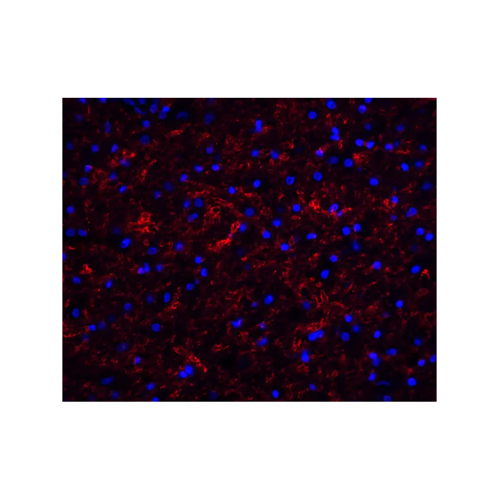 ProSci 3856 Clusterin Antibody, ProSci, 0.1 mg/Unit Tertiary Image