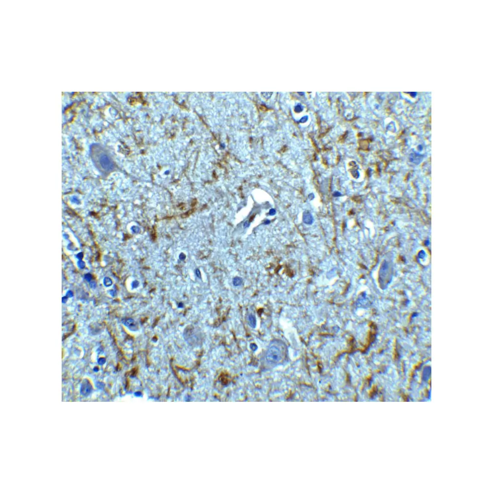 ProSci 3856 Clusterin Antibody, ProSci, 0.1 mg/Unit Secondary Image