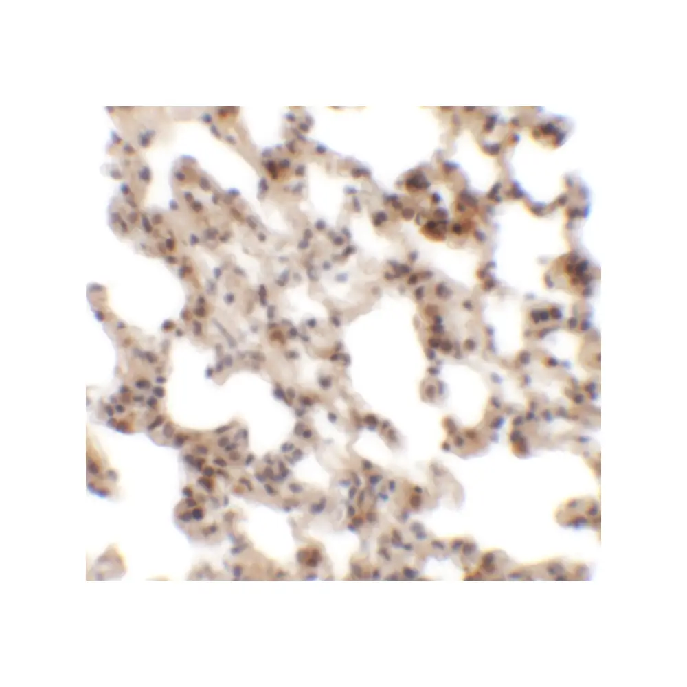 ProSci 6451 Coronin 7 Antibody, ProSci, 0.1 mg/Unit Secondary Image