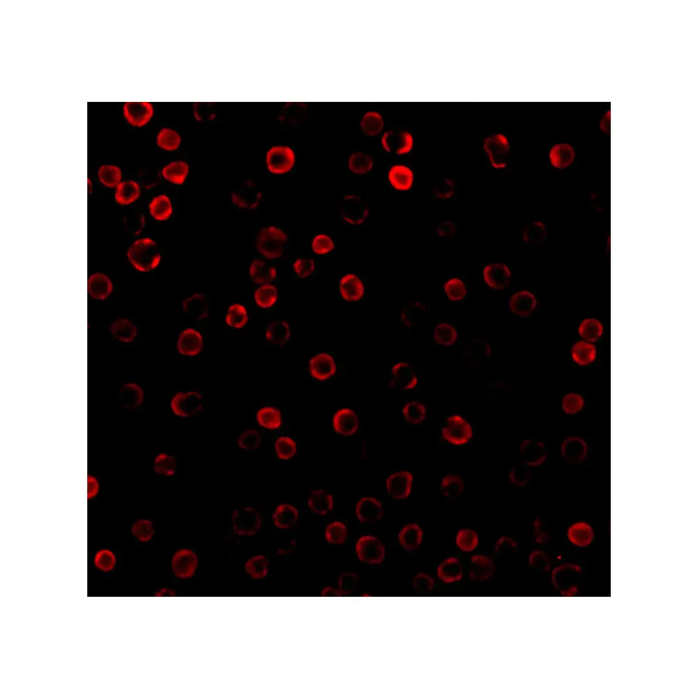 ProSci 3313_S DAD1 Antibody, ProSci, 0.02 mg/Unit Tertiary Image
