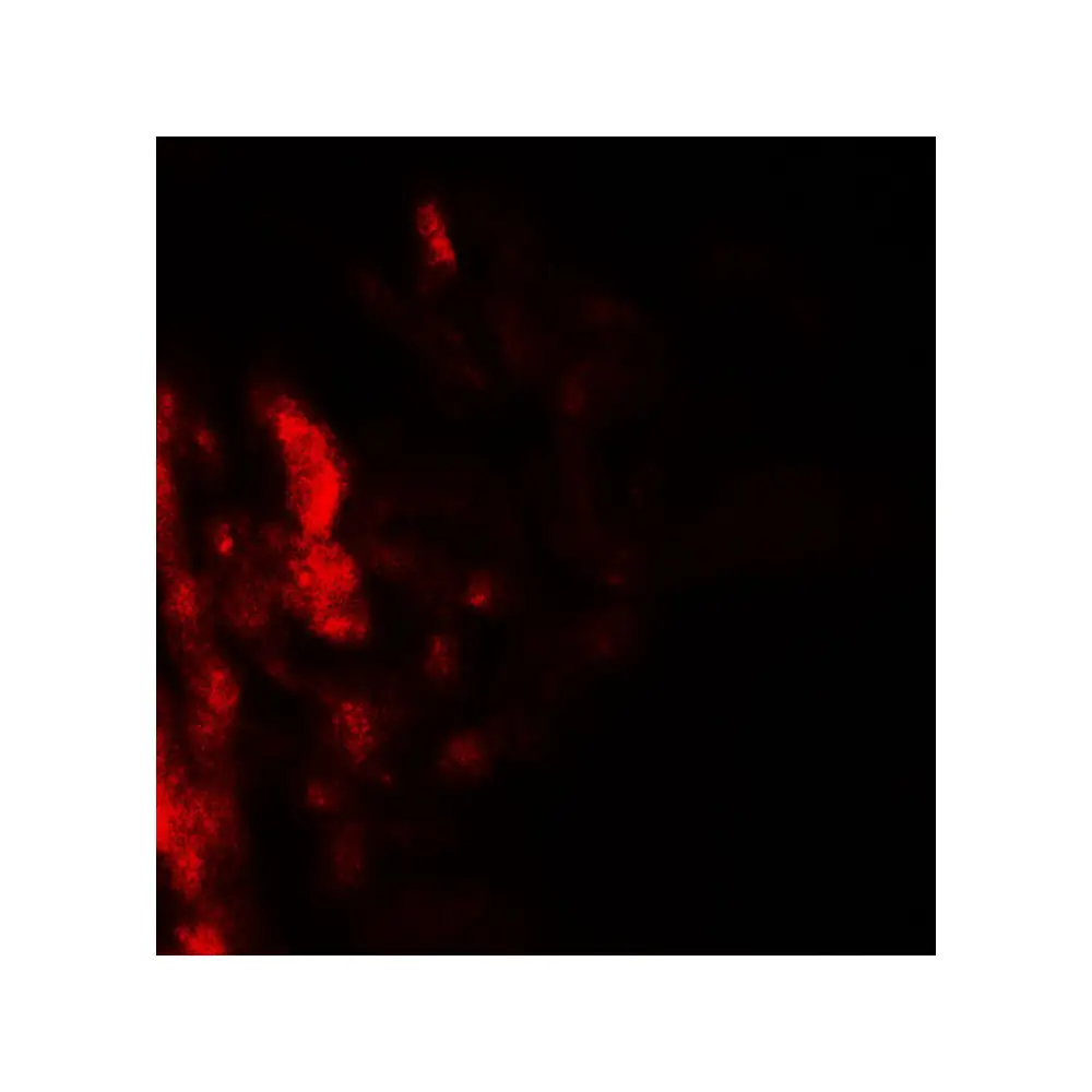 ProSci 7937_S DAF Antibody, ProSci, 0.02 mg/Unit Tertiary Image