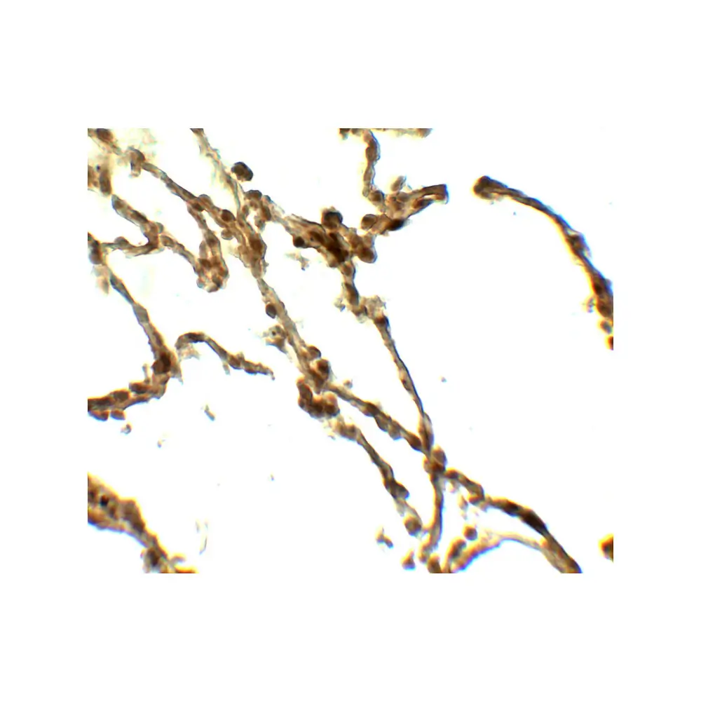 ProSci 7937 DAF Antibody, ProSci, 0.1 mg/Unit Secondary Image