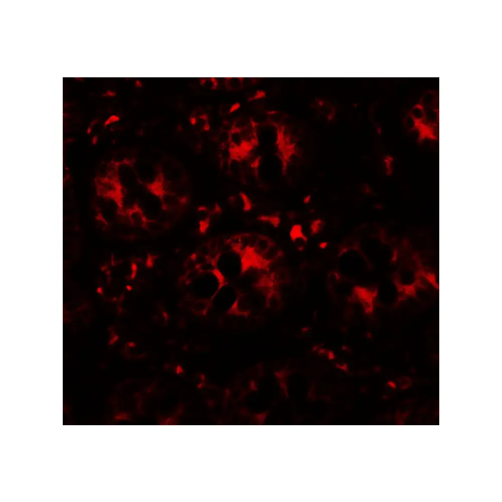 ProSci 7389 DAP Antibody, ProSci, 0.1 mg/Unit Tertiary Image