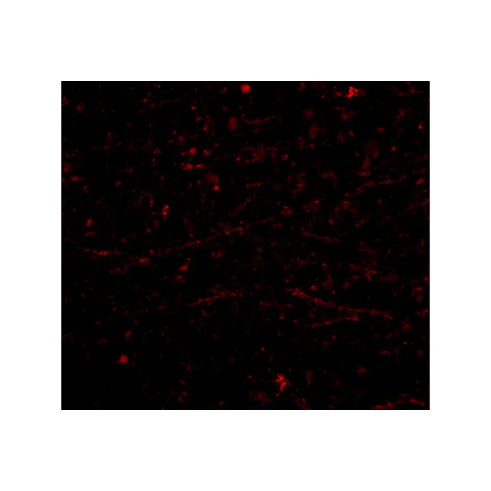 ProSci 4071_S DARC Antibody, ProSci, 0.02 mg/Unit Tertiary Image