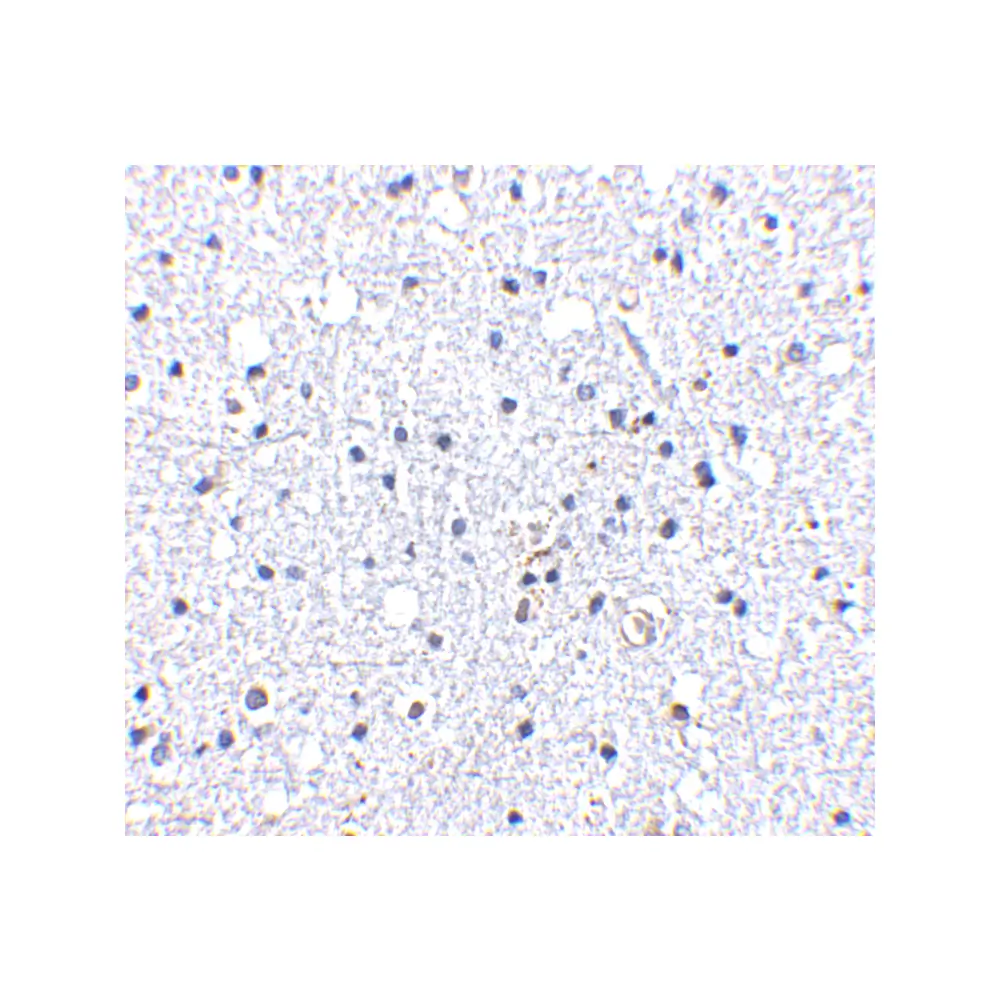 ProSci 4071 DARC Antibody, ProSci, 0.1 mg/Unit Secondary Image