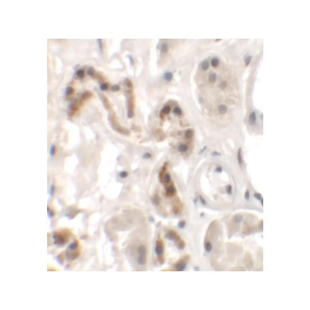 ProSci 6455_S DBX1 Antibody, ProSci, 0.02 mg/Unit Secondary Image