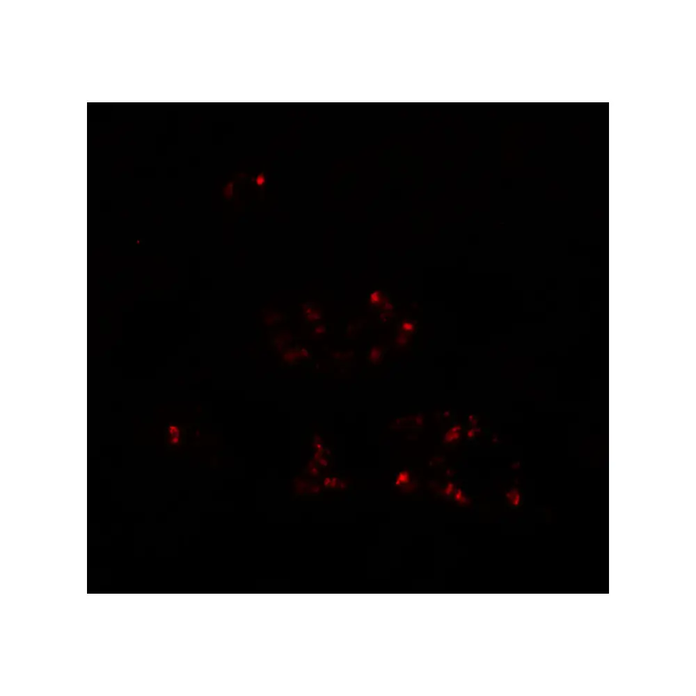 ProSci 6873_S DBX2 Antibody, ProSci, 0.02 mg/Unit Tertiary Image