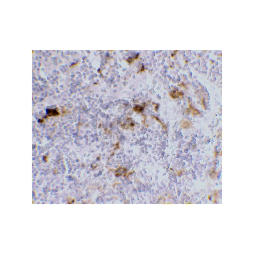 ProSci PM-2348 DC-SIGN Antibody [8B6] , ProSci, 0.1 mg/Unit Secondary Image