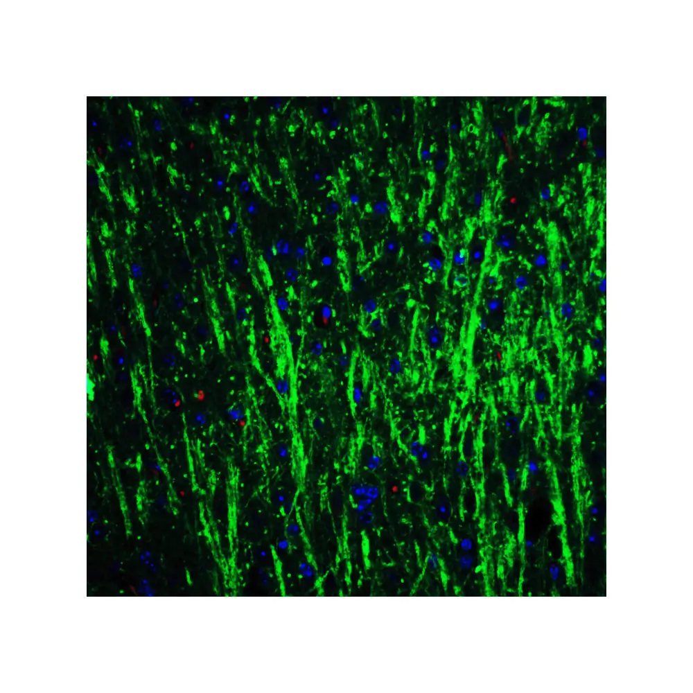 ProSci 5637 DCLK3 Antibody, ProSci, 0.1 mg/Unit Quaternary Image