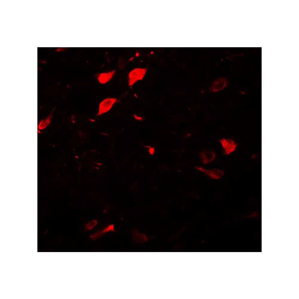 ProSci 5637 DCLK3 Antibody, ProSci, 0.1 mg/Unit Secondary Image