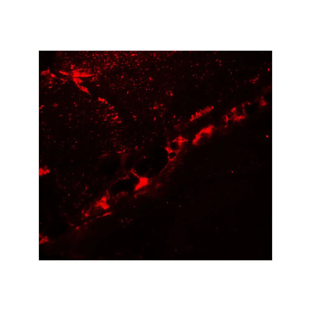 ProSci 7769 DCNP1 Antibody, ProSci, 0.1 mg/Unit Tertiary Image