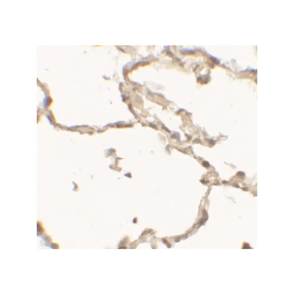 ProSci 7447_S DDC Antibody , ProSci, 0.02 mg/Unit Secondary Image
