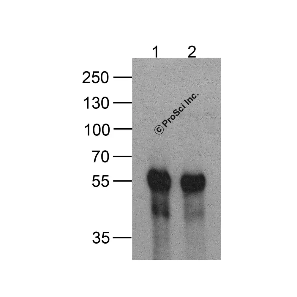 ProSci PM-7657_S DDDDK-tag Antibody [1D1B12], ProSci, 0.02 mg/Unit Secondary Image