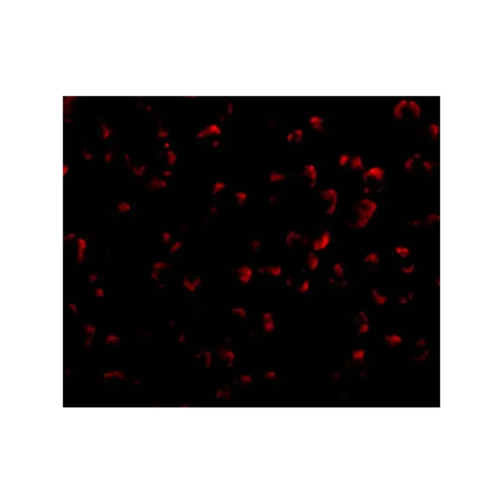 ProSci 2227 DEDAF Antibody, ProSci, 0.1 mg/Unit Tertiary Image