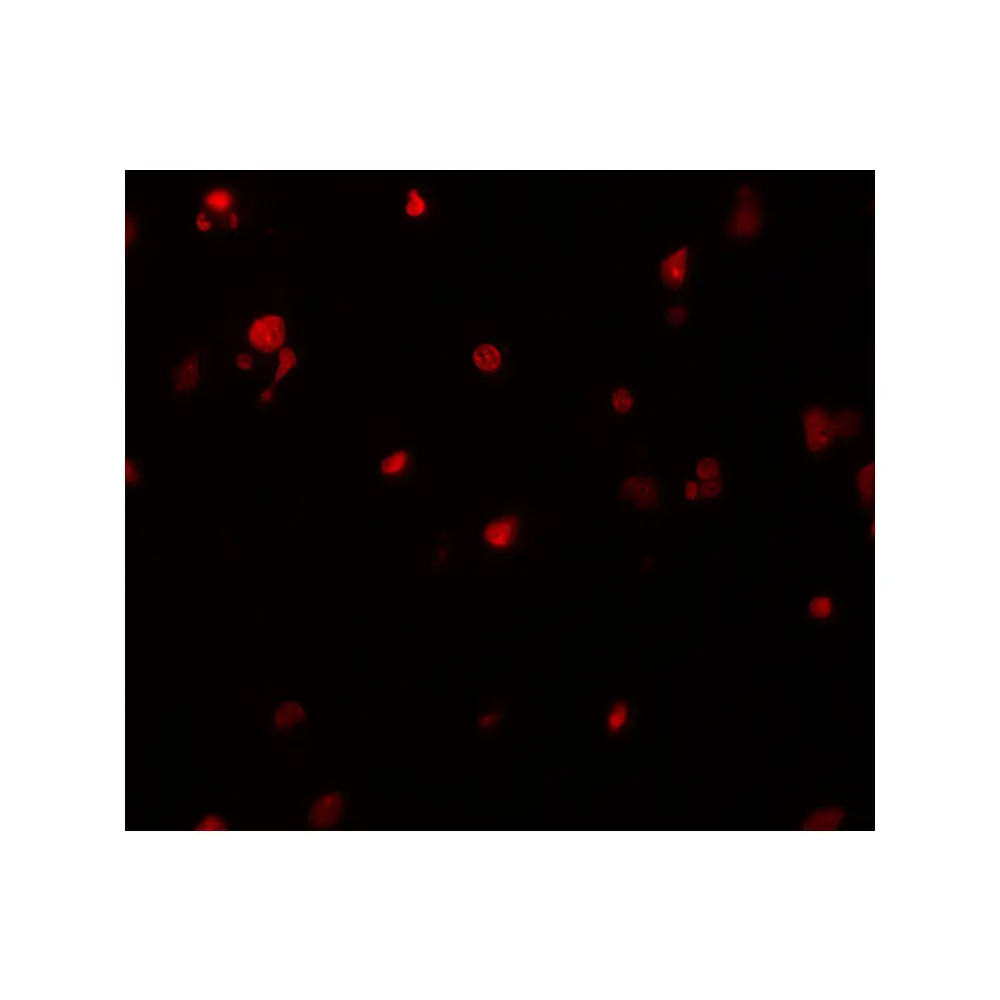 ProSci 6919_S DELE Antibody, ProSci, 0.02 mg/Unit Secondary Image