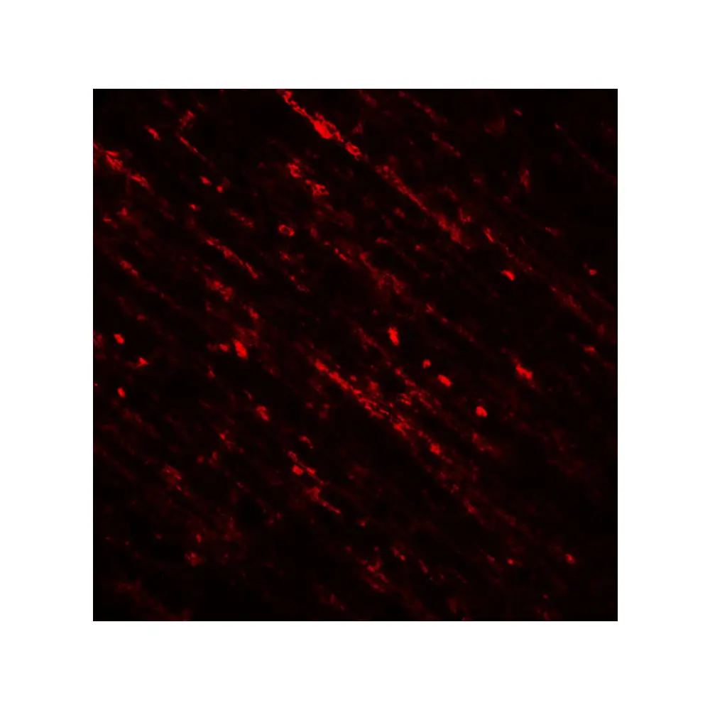 ProSci 7755 DENR Antibody, ProSci, 0.1 mg/Unit Tertiary Image