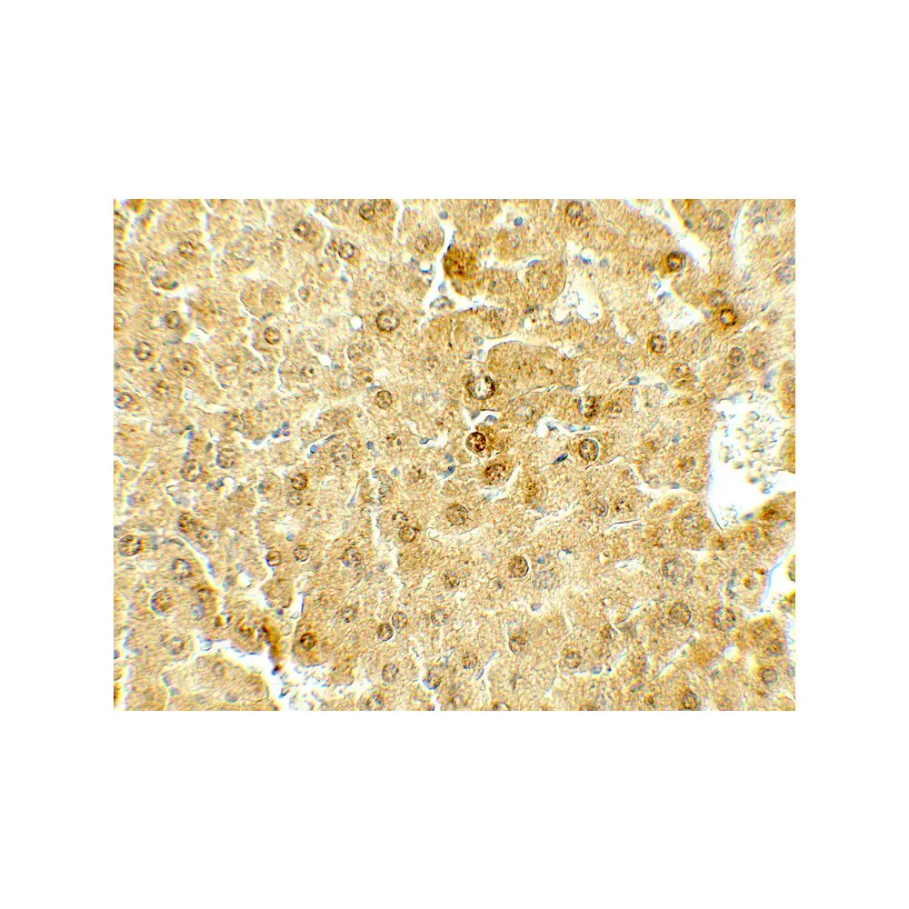 ProSci 7787_S DEPTOR Antibody, ProSci, 0.02 mg/Unit Secondary Image