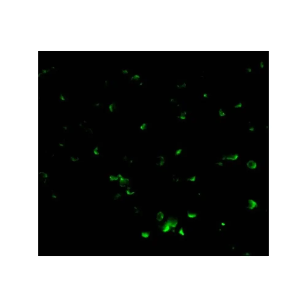 ProSci 2153_S DFF40 Antibody, ProSci, 0.02 mg/Unit Tertiary Image