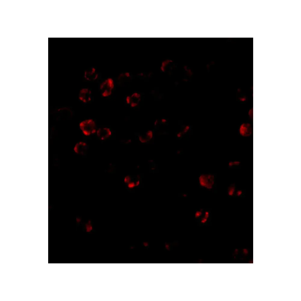 ProSci 4295_S DISC1 Antibody, ProSci, 0.02 mg/Unit Tertiary Image