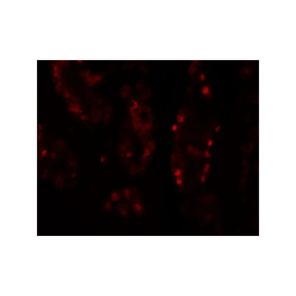 ProSci 6629_S DISP1 Antibody, ProSci, 0.02 mg/Unit Tertiary Image