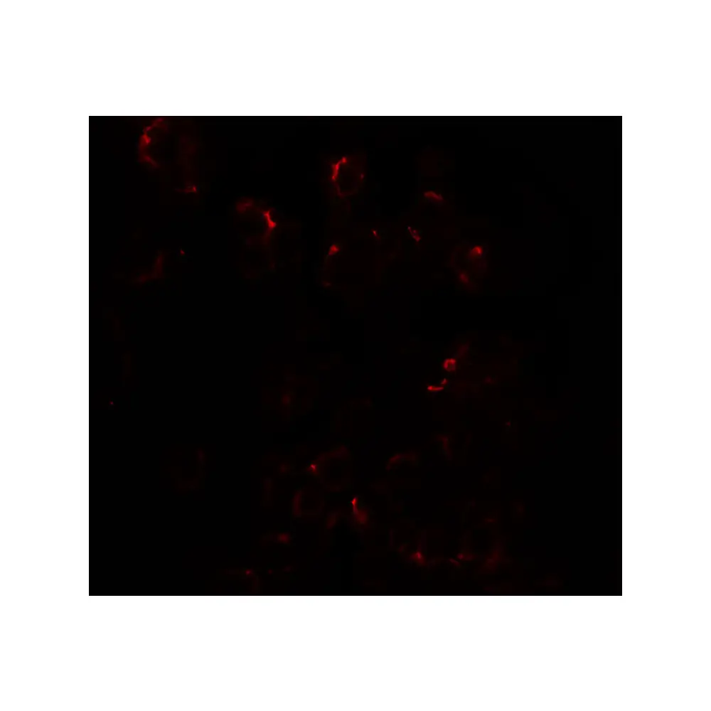 ProSci 7017_S DLK1 Antibody, ProSci, 0.02 mg/Unit Tertiary Image